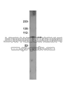 merck millipore,默克密理博,07-249,Anti-SMURF2 Antibody
