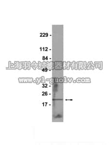 merck millipore,默克密理博,07-252,Anti-HMGN2/HMG-17 Antibody