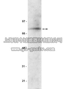 merck millipore,默克密理博,07-256,Anti-PRMT3 Antibody