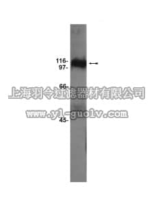 merck millipore,默克密理博,07-258,Anti-GluR5 Antibody
