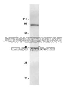 merck millipore,默克密理博,07-260,Anti-AUF1 Antibody