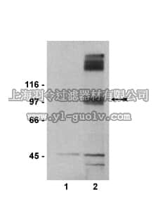 merck millipore,默克密理博,07-261,Anti-mGluR2 Antibody