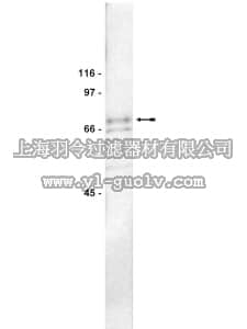 merck millipore,默克密理博,07-264,Anti-PKC ζ Antibody