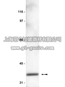 merck millipore,默克密理博,07-270,Anti-PP1δ Antibody