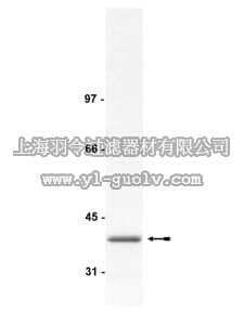 merck millipore,默克密理博,07-273,Anti-PP1α Antibody