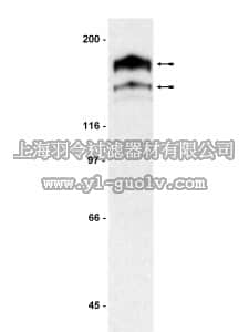 merck millipore,默克密理博,07-276,Anti-PDGFRα Antibody