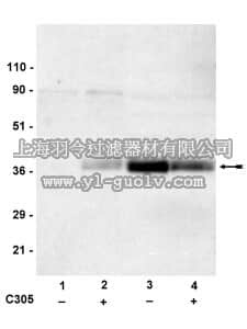 merck millipore,默克密理博,07-278,Anti-phospho-LAT (Tyr191) Antibody
