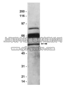 merck millipore,默克密理博,07-280,Anti-PEDF Antibody