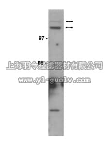 merck millipore,默克密理博,07-283,Anti-Met Antibody