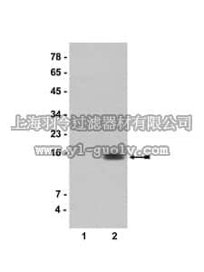 merck millipore,默克密理博,07-289,Anti-acetyl-Histone H2A (Lys9) Antibody