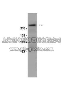 merck millipore,默克密理博,07-303,Anti-phospho-Acetyl CoA Carboxylase (Ser79) Antibody