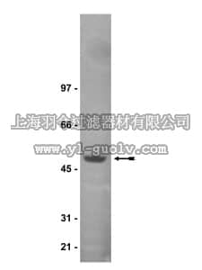 merck millipore,默克密理博,07-306,Anti-CtBP-1 Antibody