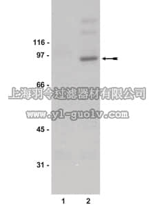 merck millipore,默克密理博,07-307,Anti-phospho-STAT1 (Tyr701) Antibody