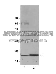 merck millipore,默克密理博,07-313,Anti-Cyclophilin A Antibody