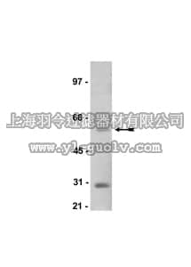 merck millipore,默克密理博,07-315,Anti-SGK1 Antibody