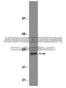 merck millipore,默克密理博,07-324,Anti-PP2A Antibody, C subunit