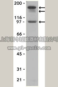 merck millipore,默克密理博,07-330,Anti-Partitioning-defective 3 Antibody