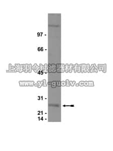 merck millipore,默克密理博,07-332,Anti-HP1γ Antibody