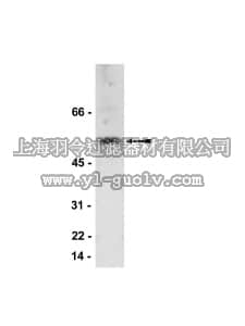 merck millipore,默克密理博,07-334,Anti-PP2A Antibody, B' subunit