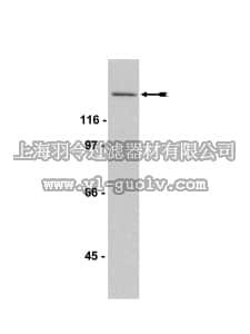 merck millipore,默克密理博,07-337,Anti-SOS1 Antibody, CT