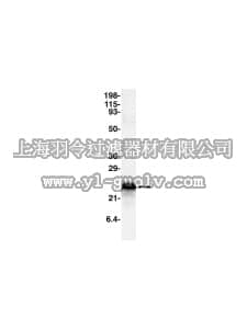 merck millipore,默克密理博,07-344,Anti-CPI-17 Antibody