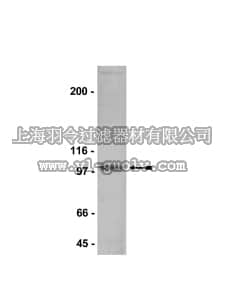 merck millipore,默克密理博,07-351,Anti-NR3B Antibody