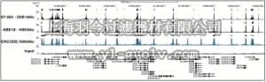 merck millipore,默克密理博,07-354,Anti-acetyl-Histone H3 (Lys18) Antibody