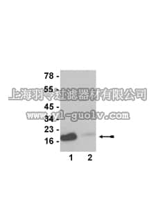 merck millipore,默克密理博,07-355,Anti-acetyl-Histone H3 (Lys23) Antibody