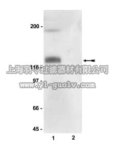 merck millipore,默克密理博,07-357,Anti-phospho-eNOS/NOS III (Ser116) Antibody