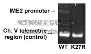 merck millipore,默克密理博,07-360-S,Anti-acetyl-Histone H3 (Lys27) Antibody, Trial Size