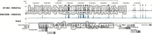 merck millipore,默克密理博,07-360,Anti-acetyl-Histone H3 (Lys27) Antibody