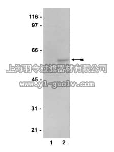 merck millipore,默克密理博,07-363,Anti-AMPK α2 Antibody