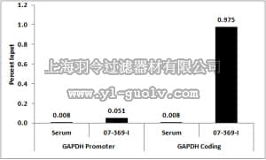 merck millipore,默克密理博,07-369-I,Anti-dimethyl Histone H3 Antibody (Lys36)