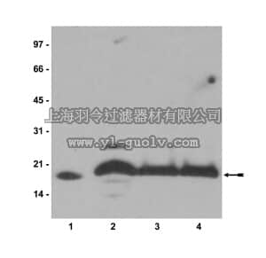 merck millipore,默克密理博,07-371,Anti-Histone H2B Antibody merck millipore,默克密理博,07-371,Anti-Histone H2B Antibody