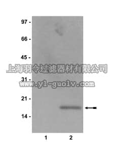 merck millipore,默克密理博,07-373,Anti-acetyl-Histone H2B Antibody