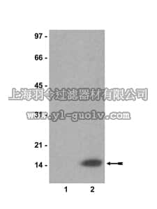 merck millipore,默克密理博,07-376,Anti-acetyl-Histone H2A Antibody