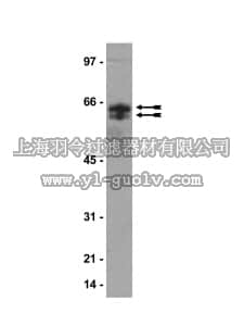 merck millipore,默克密理博,07-377,Anti-Citrulline Antibody