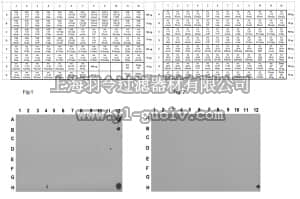 merck millipore,默克密理博,07-382,Anti-acetyl-Histone H2B (Lys5) Antibody