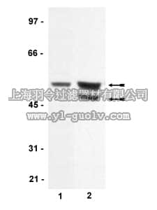 merck millipore,默克密理博,07-389,Anti-GSK3α Antibody