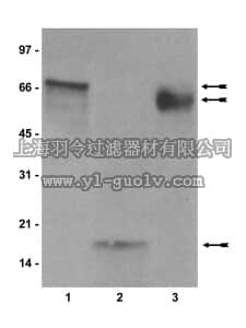 merck millipore,默克密理博,17-347,Anti-Citrulline (Modified) Detection Kit