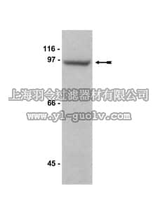 merck millipore,默克密理博,07-394,Anti-MAGE-D1/NRAGE Antibody
