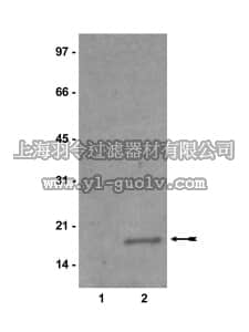 merck millipore,默克密理博,07-395,Anti-monomethyl-Histone H3 (Lys9) Antibody