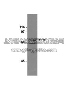 merck millipore,默克密理博,07-396,Anti-Raf-1 Antibody