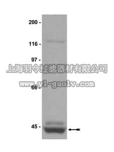 merck millipore,默克密理博,07-404,Anti-PRMT1 Antibody