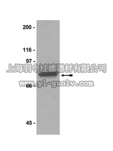 merck millipore,默克密理博,07-405,Anti-PRMT5 Antibody