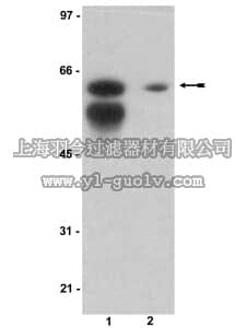 merck millipore,默克密理博,07-415,Anti-Sam 68 Antibody