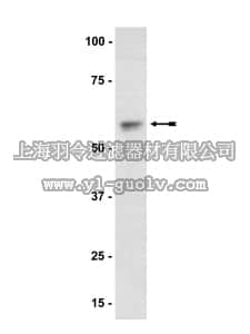 merck millipore,默克密理博,07-416,Anti-Akt1/PKBα Antibody