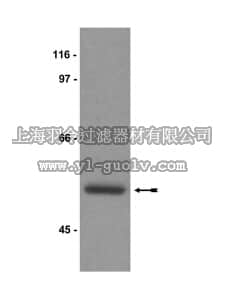 merck millipore,默克密理博,07-418,Anti-IRAK4 Antibody