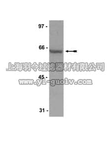 merck millipore,默克密理博,07-419,Anti-SHP-1/SHPTP-1 Antibody