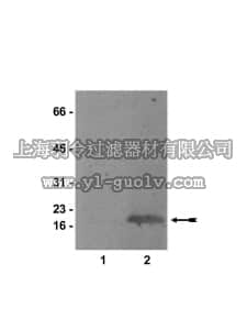 merck millipore,默克密理博,07-421,Anti-dimethyl-Histone H3 (Lys27) Antibody